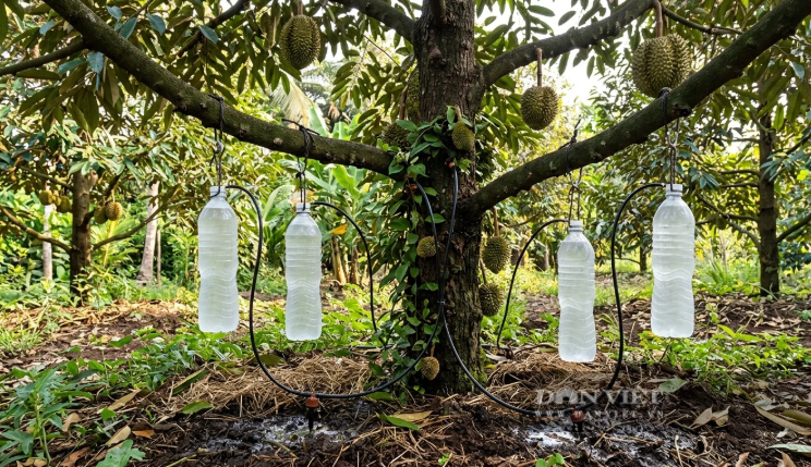 Sáng kiến 'một gốc cây bốn bình nước', một người Tiền Giang, nay là Đồng Tháp đưa vườn 'cây tỷ đô' vượt hạn mặn ngon ơ